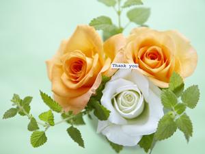 安くて安心の韓国のカラコン通販サイト